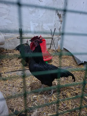 Красавец петух мини породы, чёрный. 2-ой продан.