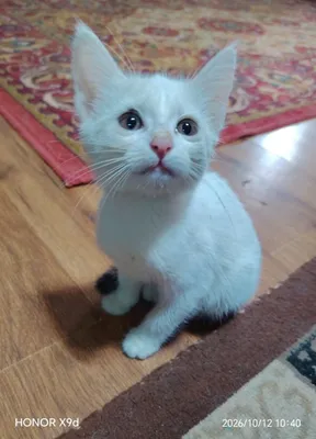 котята в добрые руки 1