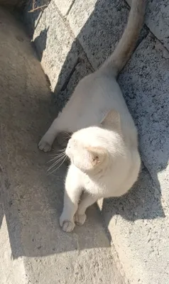 Кошка lan 1