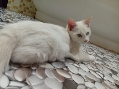 Jinsiy olatni pompalash