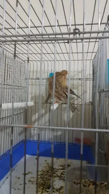 Канарейки разных видов 1