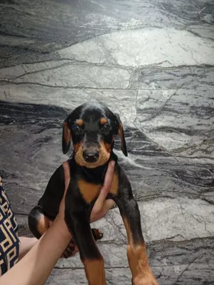 Doberman kuchugi 2,5 oylik 1