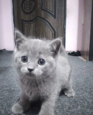 Породистый котёнок Scottish Fold 1