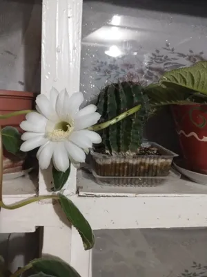Shoshilinch echinopsis kaktuslarini sotaman 1