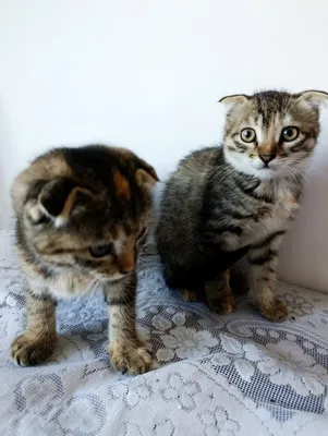 Продаю котят от вислоухих и Якудза 1