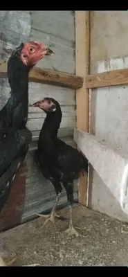 Дакан жожалар бор кимга кизик болса 1