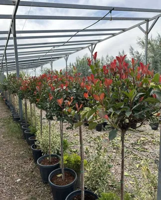 Fotiniya Red Robing на штампе Италия 1