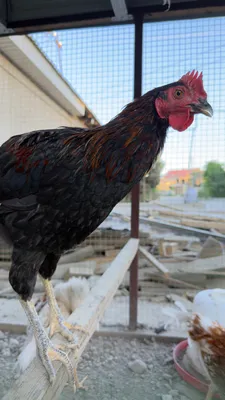 Продаются петушки 1
