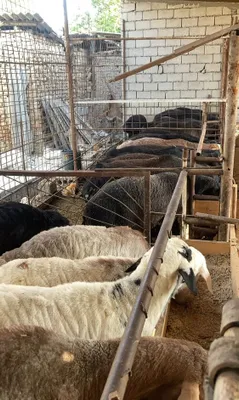 Продаются овцы и бараны 1