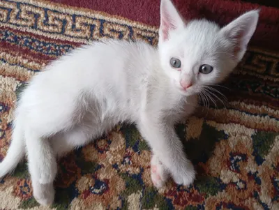 Ок, скотиш фолд, скотиш страйд мушулари 1