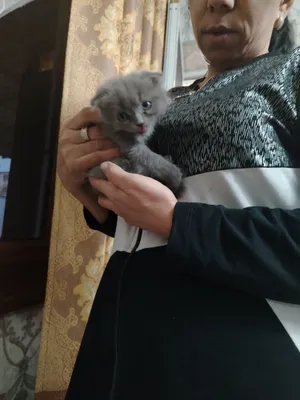 Мушук боласи сотилади 1