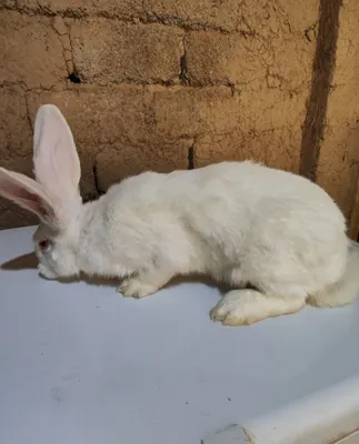 Gigant va Flandr zotli quyonlar sotiladi! 1
