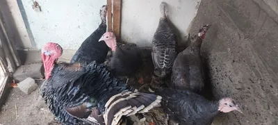 курка сотилади 1