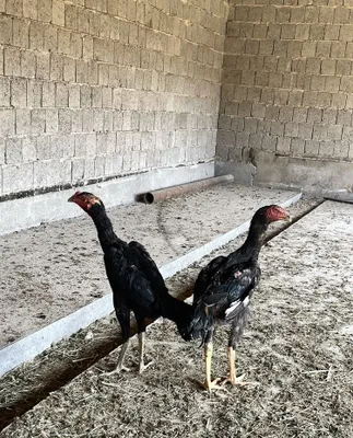 Dakan xoʻrozlar,tovuqlar,jujalar sotiladi 1