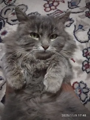 Yetuk anal teshik porno Astral bilan jinsiy aloqa