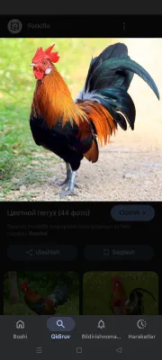 Xo‘roz sotiladi damashni 1
