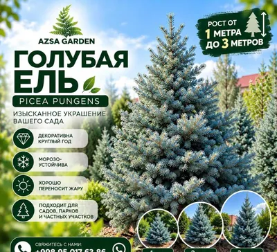Голубая ель (Импортные)