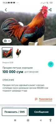 Uy xo‘rozlarini sotaman, 150 ming