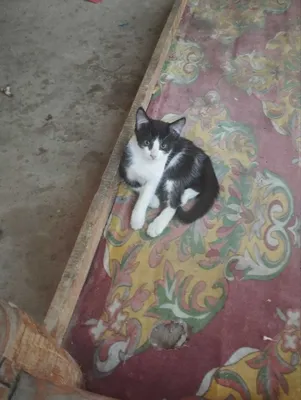 Mushukchalar bepul, yaxshi qo‘llarga beriladi Mushukch 1