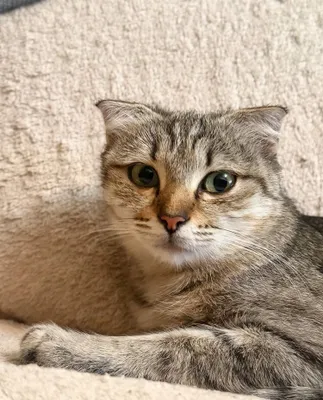 Котик в добрые ручки 1