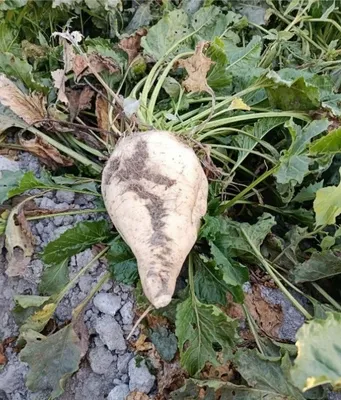 Qand lavlagi sotiladi 4 mingdan 1