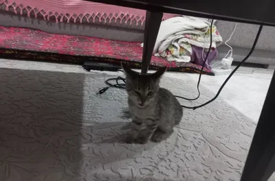 Котята отдаются в дар 1