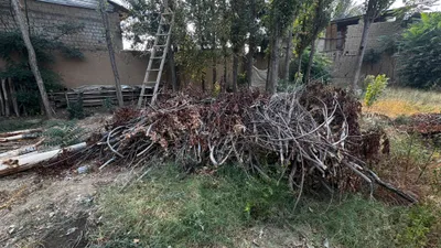 Дрова