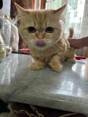 Ozingizning mushukingizni fotosuratlar va pornografik tasvirlar bilan bezang.