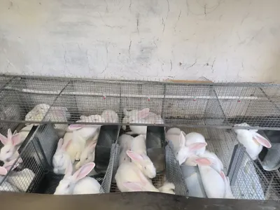 Кролик породы Хиколь 1
