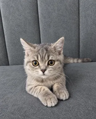 Продаются котята Scottish Straight и Scottish Fold 1