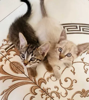 Отдам даром двух котят