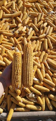 Продаётся кукуруза. СРОЧНО!!! 1