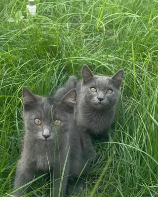 Продаются котята 1