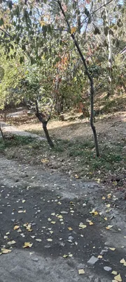 pervalda joy bor sotladgan 1