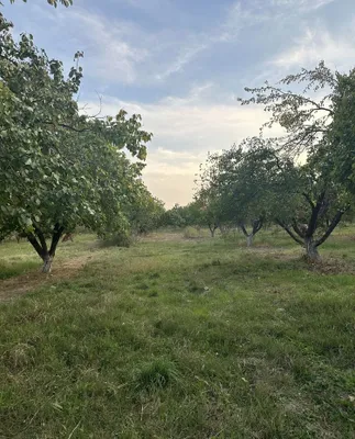Продаются деревья на дрова 1