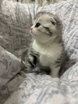 2 oylik Scottish Fold mushukchalar sotiladi, 120 sh.b. 5