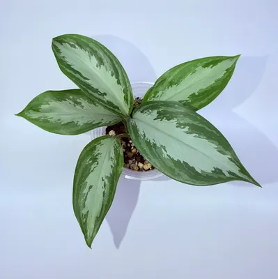 Aglaonema, xona o‘simliklari 1