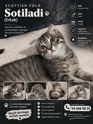 sotiladi scottish fold mushukcha 1