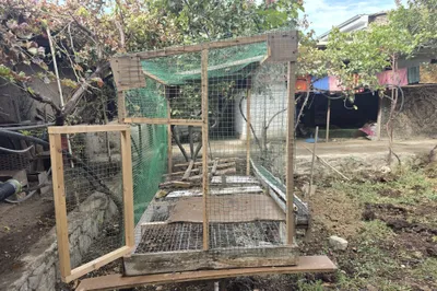 Tovuq uchun katak 1