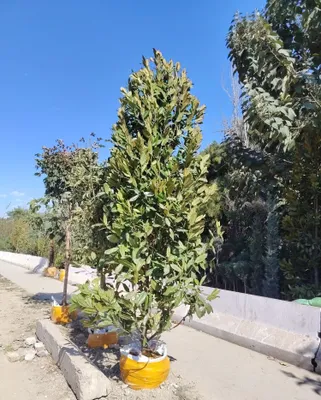 Magnoli bo'yi 5 metr 1