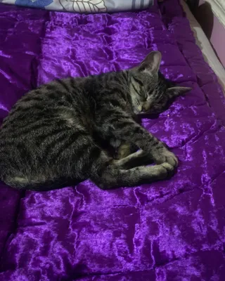 Mushukchani yahşi insonga berişim kerek