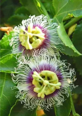 Passiflora sotiladi 1