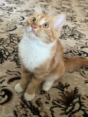 Породистые котята 1