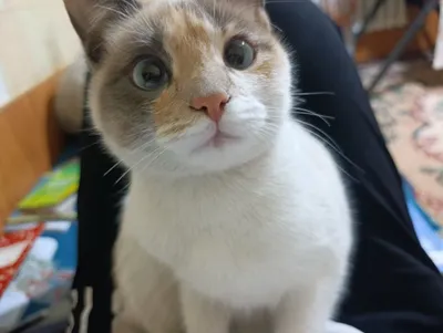 Красивый сиамский кот с голубыми глазами 1