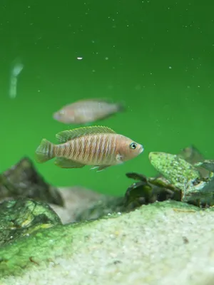 Neolamprologus Multifas 1