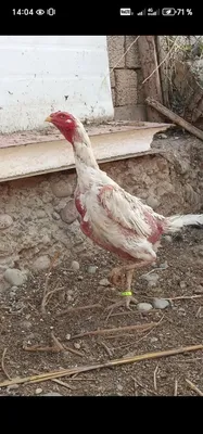 Oq shamol makiyonla sotiladi 1