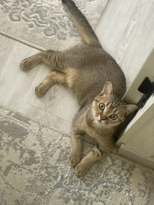 Нужна кошка для вязки с котом 1