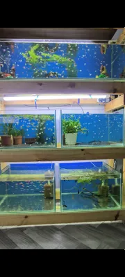 akvarium baliklar sotiladi 1