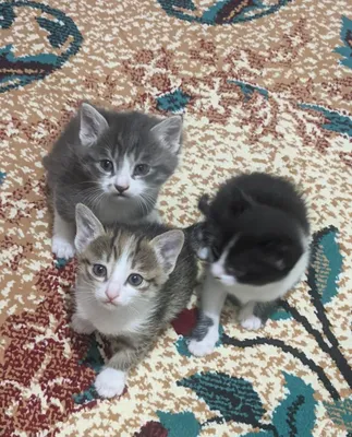 Котята даром 40 дней 1