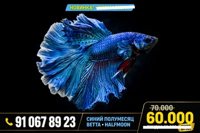 рыбки аквариумные 1